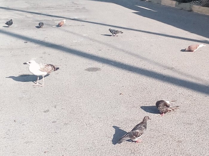 Novorossiysk pigeons - My, Pigeon, Seagulls, At home among strangers, A stranger among his own