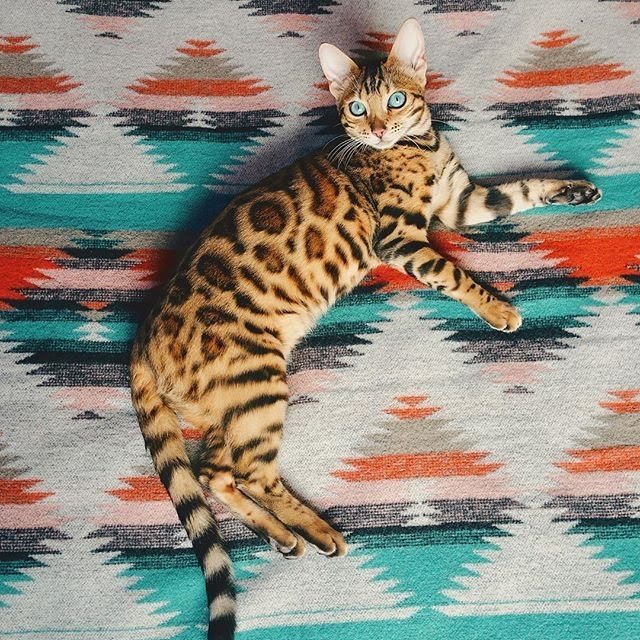 Little tiger - cat, Tiger, Milota, Bengal cat