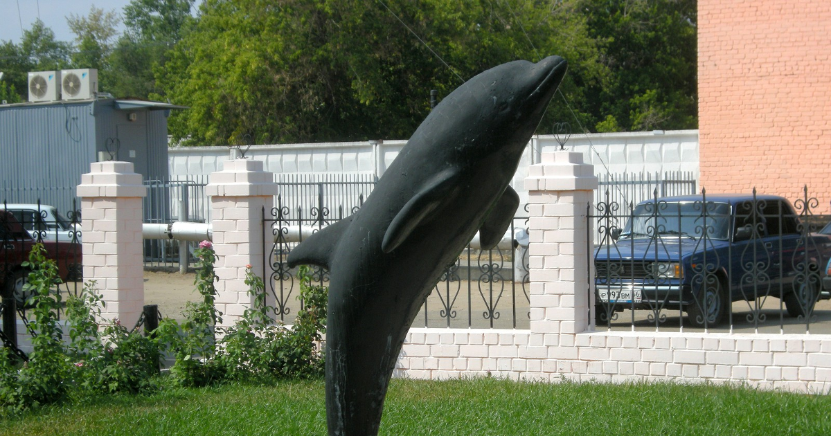 Черный дельфин фото снаружи