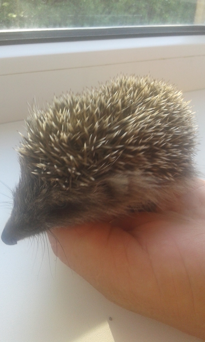 Повстречал этого малыша у себя возле дома.