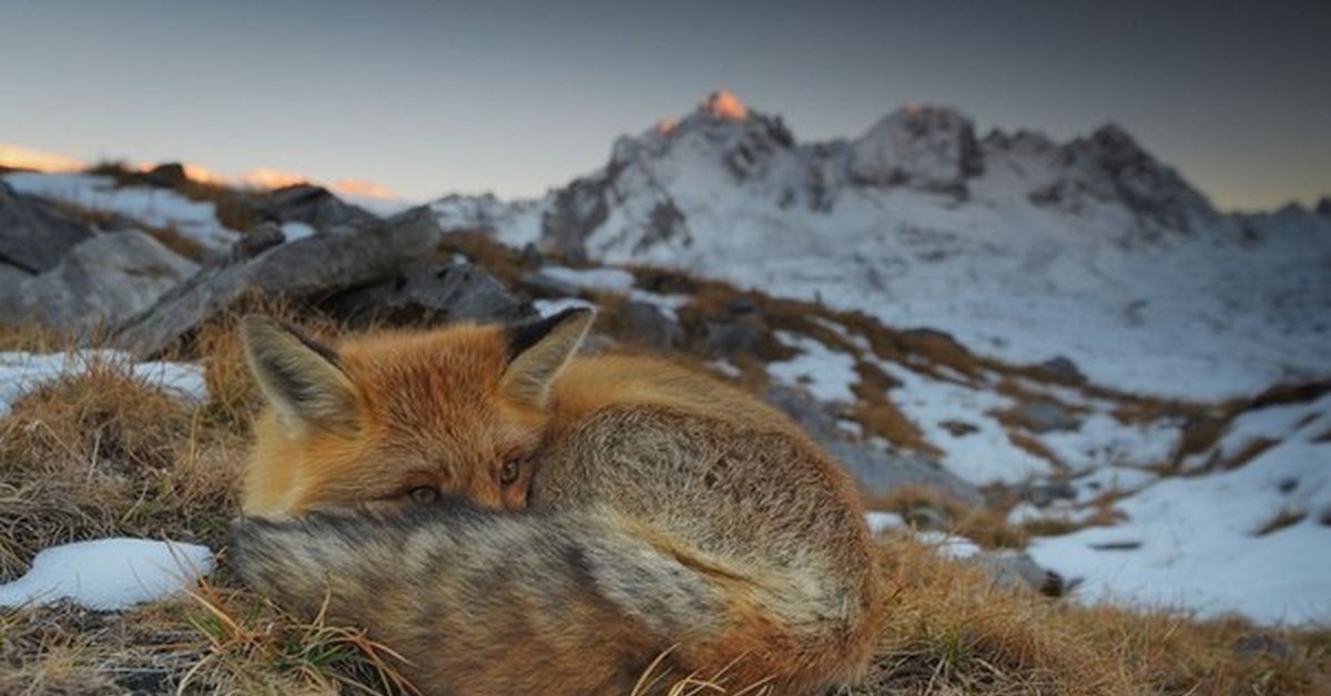 Лиса на горе. Лиса на горе. Лиса в горах. Лиса на горе. Лиса на кавказе.