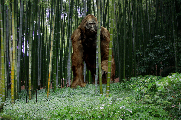 Bigfoot of prehistoric asia. - Yeti, Giants, Primates, Asia, Longpost