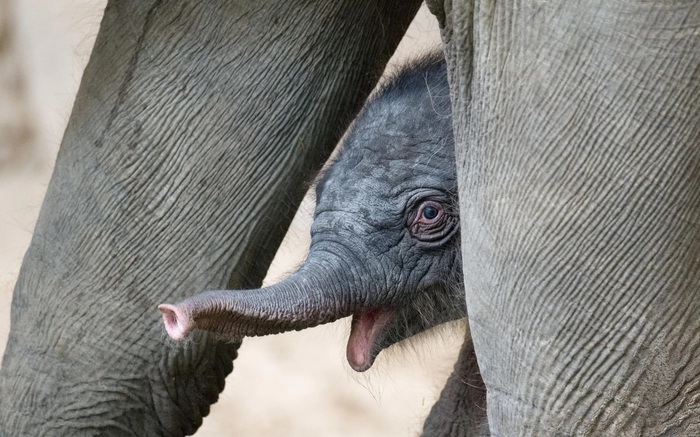so calm - Newborn, Baby elephant