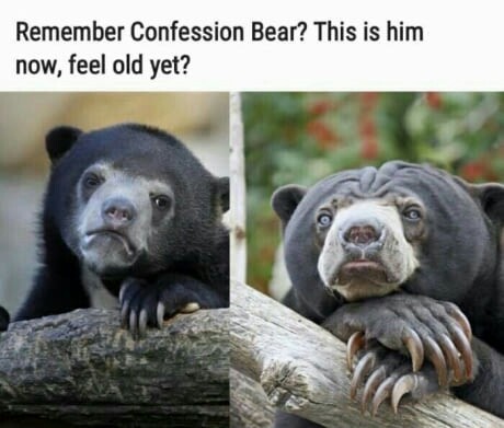    ,  , Confession Bear