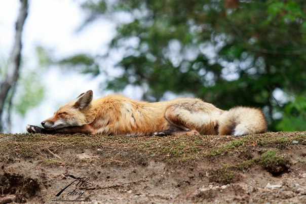 Red morning - Fox, Fyr, Morning, Water, Humor, Longpost