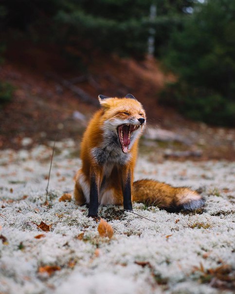 Red morning - Fox, Fyr, Morning, Water, Humor, Longpost