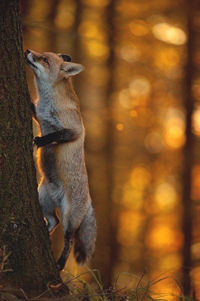 Red morning - Fox, Fyr, Morning, Water, Humor, Longpost