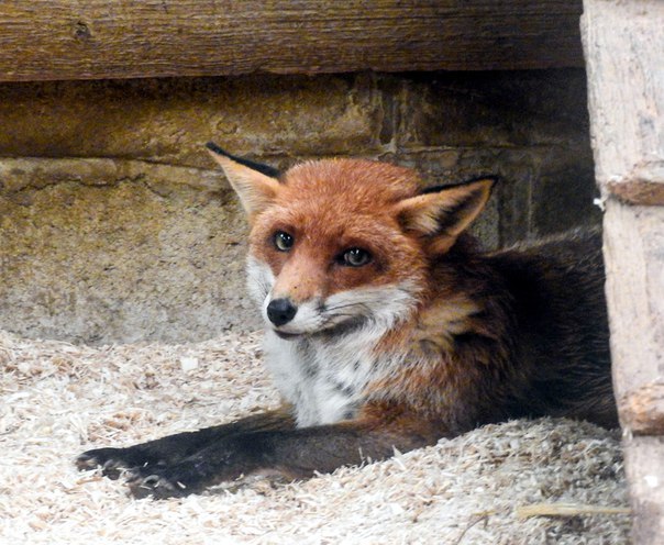 Red morning - Fox, Fyr, Morning, Water, Humor, Longpost