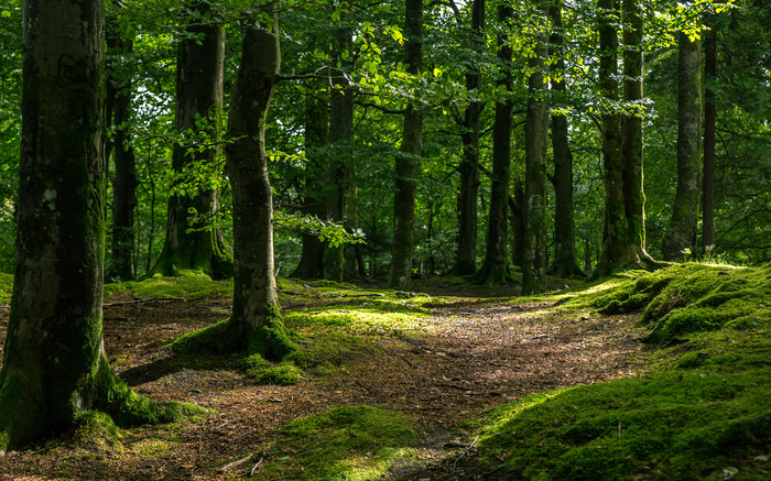 Magic forest, Norway - The photo, Norway, My, Forest, Nature, beauty