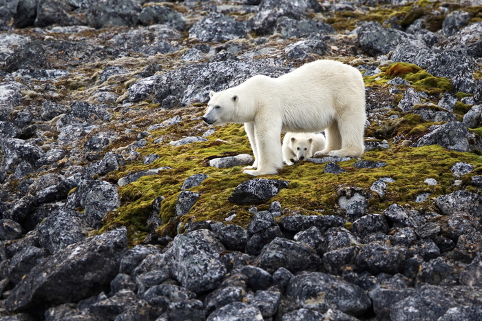 Belomedvezhye - The Bears, Polar bear, Spitsbergen, Longpost