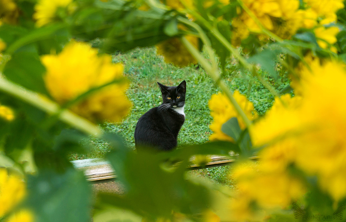 Котейка - Кот, Фотография, Цветы, Моё, Красота