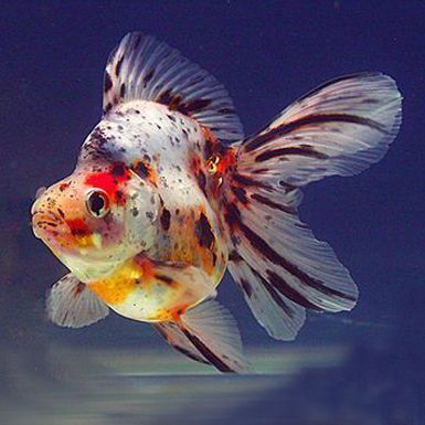 Золотая рыбка - Рюкин - японская версия Нимфы