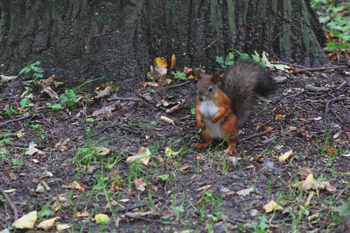 Petersburg squirrel boxer - My, Squirrel, Saint Petersburg, The photo, Photogenic
