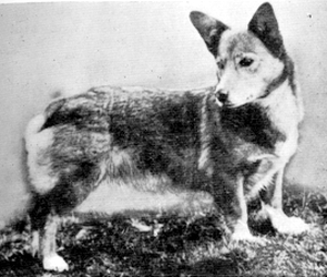 Corgi on Fridays, part historical - My, Corgi, Dog, Longpost