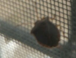 Guys is this a tick? - My, Mite, Who is this?