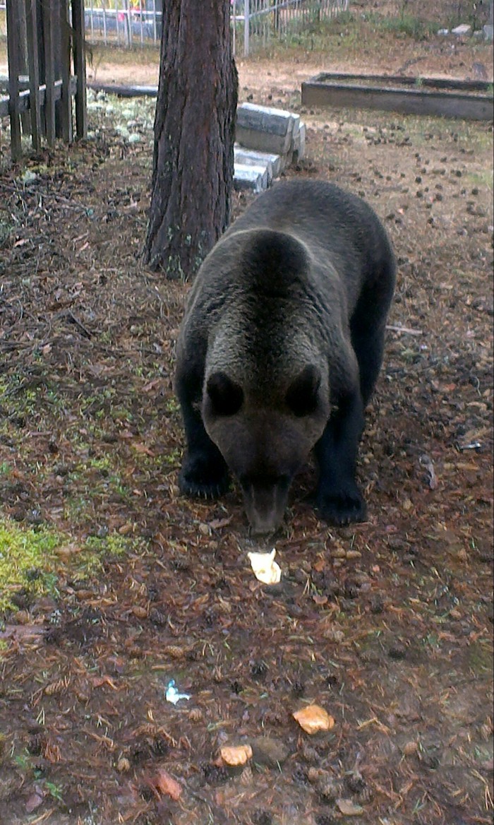 Here's a friend we live - Wild animals, The Bears, wildlife, Longpost