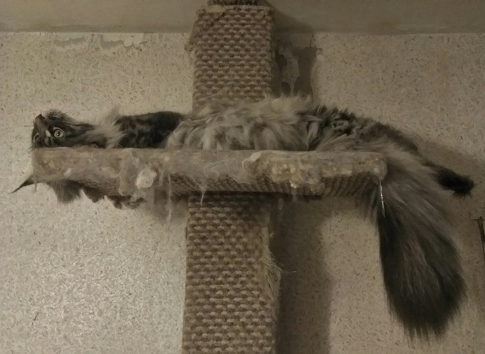 Yes, I'm alive. Whats up? - My, Maine Coon, Cat breeds, cat