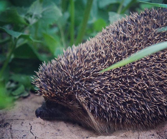 I went to Merzhanovo, Rostov region, I came across this. - My, Rostov region, Hedgehog, Walk, Milota