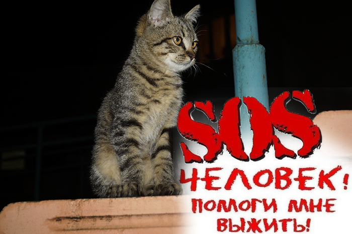 THE WORLD IS NOT WITHOUT BASTARDS - My, cat, Cruelty, Help, Catomafia, Minsk, Longpost, Helping animals