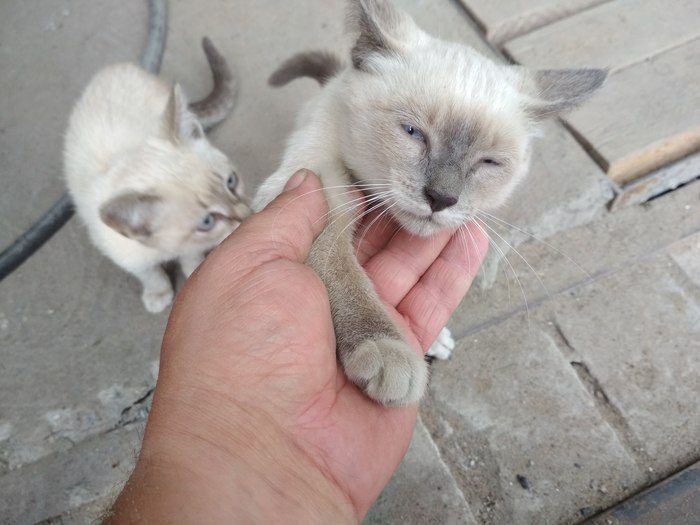 Kittens, broochenki.... - My, , Abandoned, It's a pity, Longpost, cat, Voronezh, A pity