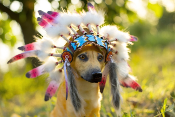 Mini copy of a pet. Dog Baloo is an Indian! - My, Handmade, Author's toy, Dog, Needlework without process, Longpost