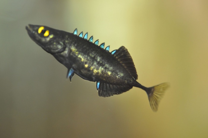 Это живет в Амуре?