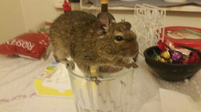 I want to drink - My, Degu, , Thirst