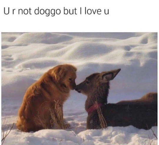 You're not a dog, but I still love you. - Dog, Love, Animals