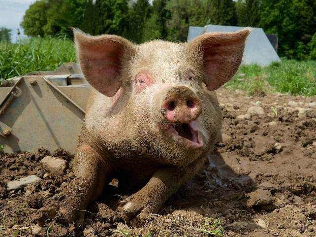 Pig behind the wall - Smell, Neighbours