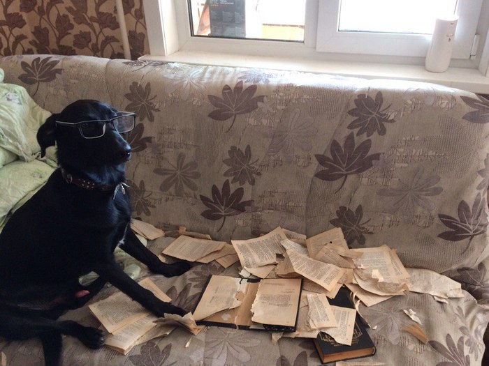 I was just reading a book about how to please mom and dad... - Dog, Books, Glasses, Learning is light