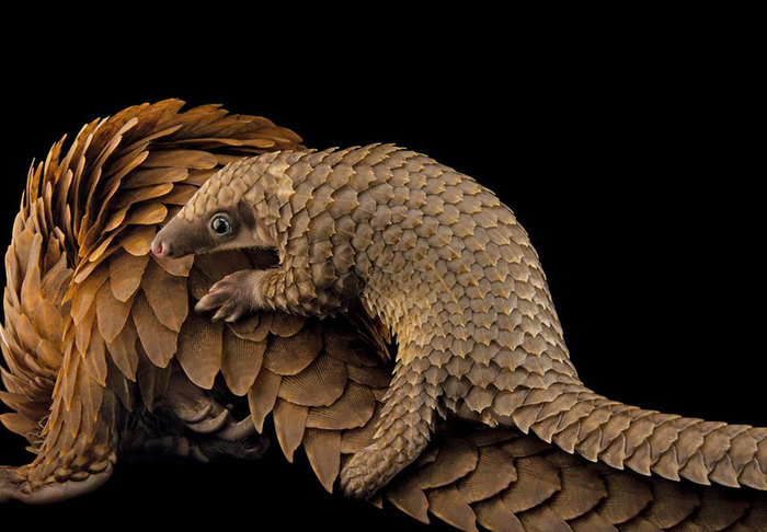 Pangolins. - Pangolin, The photo, Milota, Endangered species, Longpost