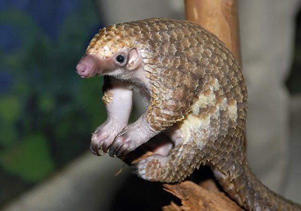 Pangolins. - Pangolin, The photo, Milota, Endangered species, Longpost