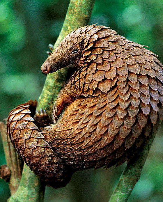 Pangolins. - Pangolin, The photo, Milota, Endangered species, Longpost