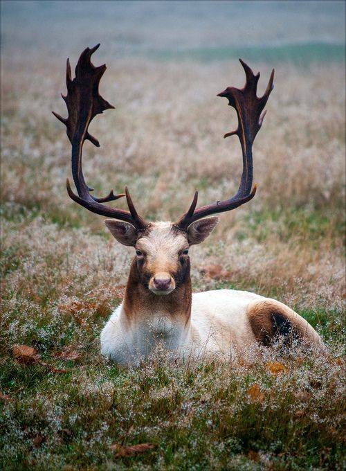 Deer post. - The photo, Deer, Nature, Artiodactyls, Animals, Longpost, Deer