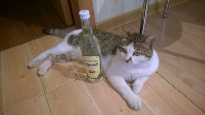 Hooray, weekend! - My, cat, Alcohol, Alcoholism, Weekend, Holidays, Relax, Mustachioed - Striped, Pet, GIF, Longpost, Relaxation, Pets