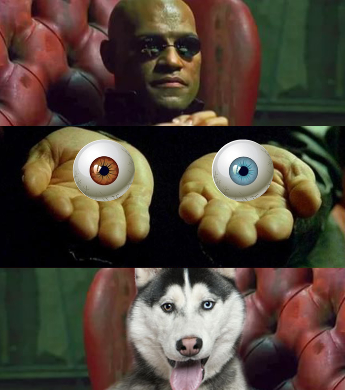 Do you want to know how deep the rabbit hole goes? - My, Husky, Morpheus, Matrix