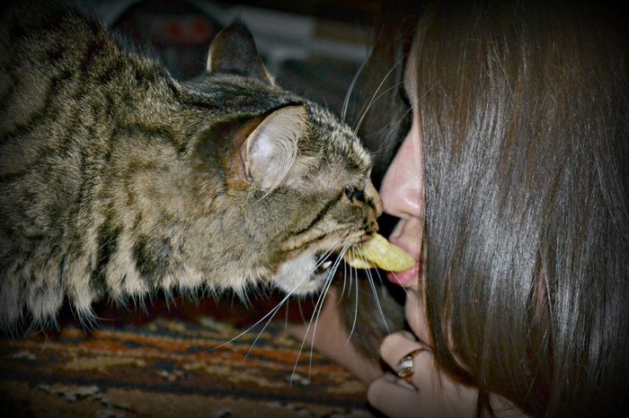 The girl and the pussy are arguing who will take the yummy in his mouth... - Girls, Fight, Confrontation, cat, Homemade, The photo
