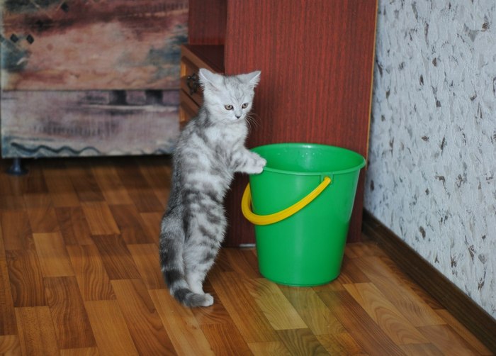 Orderly on slippers - Army, Orderly, Bucket, Cleaning, cat, Homemade, The photo