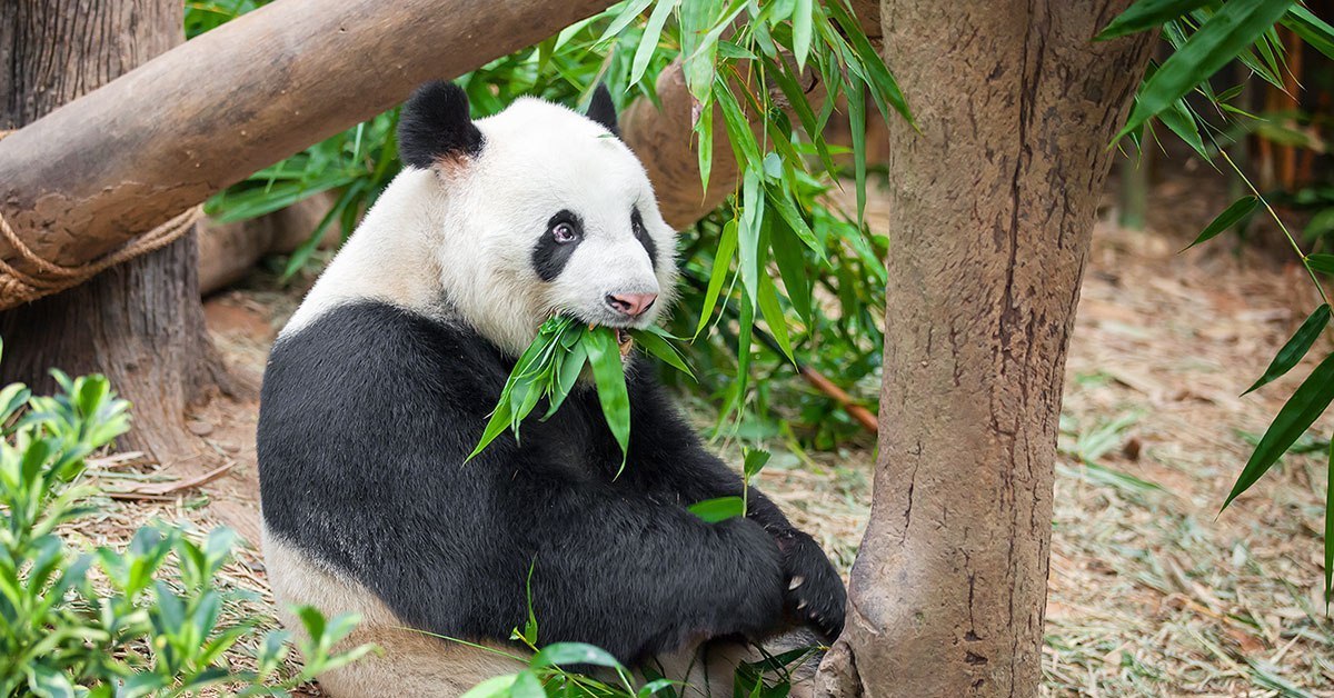 За поведением панды во время кормления. Сингапурский зоопарк, Сингапур. Зоопарк мандай Сингапур. 1. Сингапурский зоопарк. Зоопарк в Сингапуре Панда.