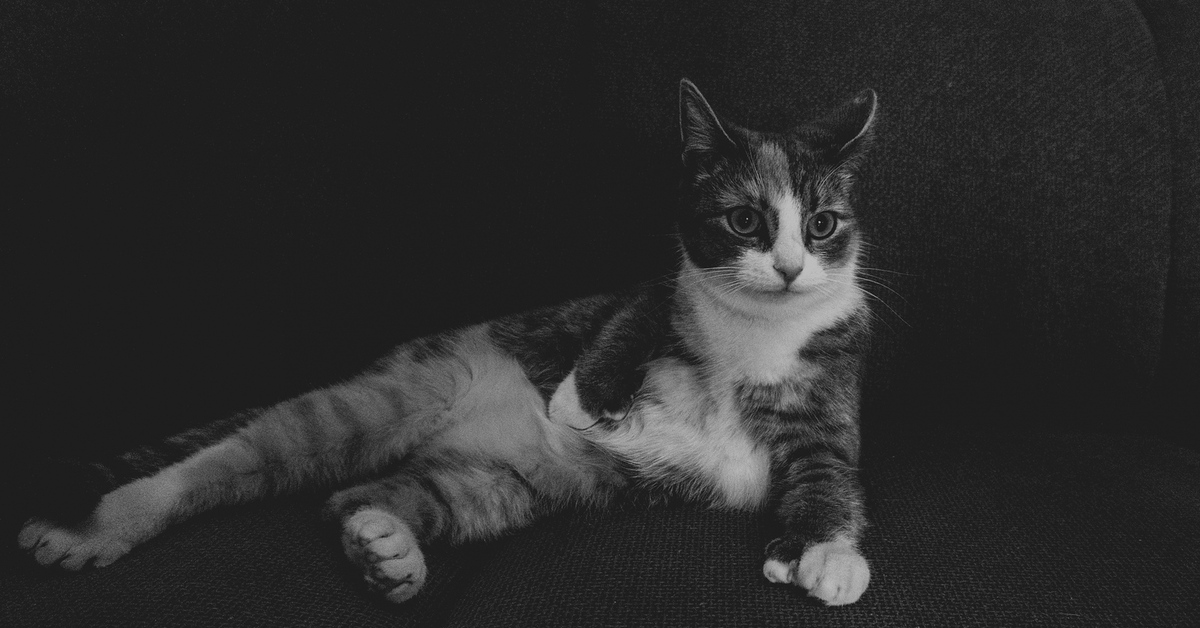 Котик чб