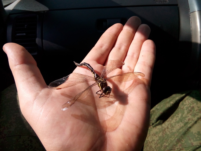 Tired dragonfly - My, Insects, Primorsky Krai