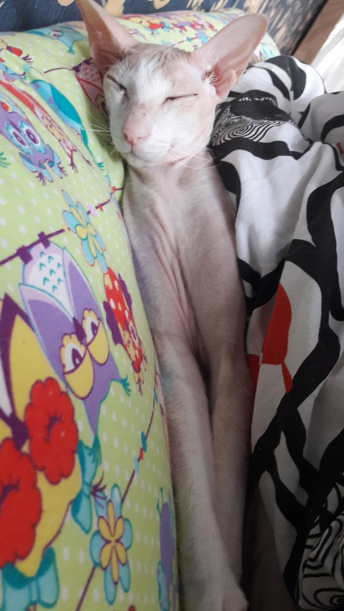 А как спят ваши котики?