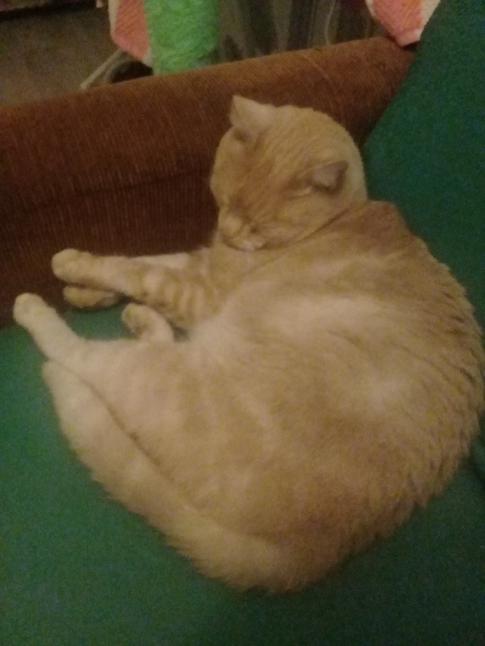 Еще воскресный кот. ( Лева- Ржавый)