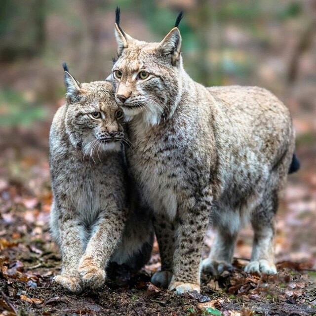 Another batch of lynxes. - Lynx, Fluffy, cat, High five, Paws, Predator, The beast, Longpost