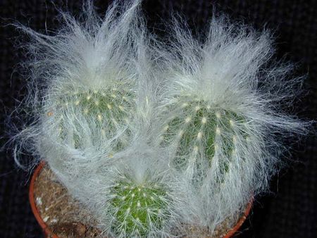 Espostoa - fluffy cactus - Cactus, , Fluffy, Longpost