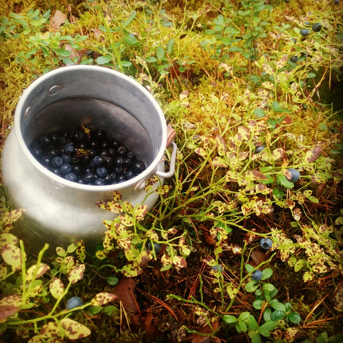 Hunting for mushrooms. - Relaxation, Cowberry, Blueberry, Mushrooms, Berries, Forest, My, Longpost