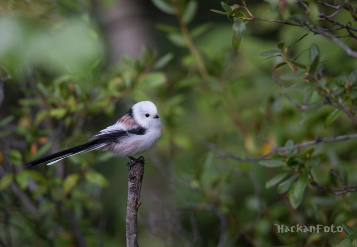 Длиннохвостая синица | Пикабу