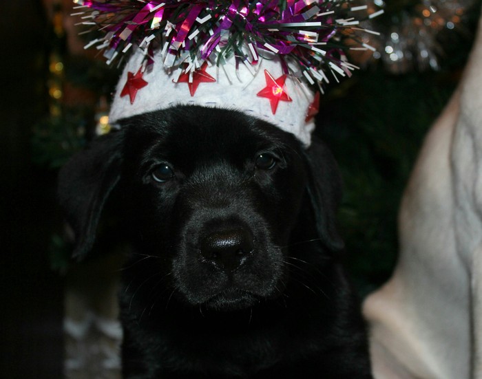 Darth Vader dog version - My, Labrador, Dog, Darth vader, Longpost