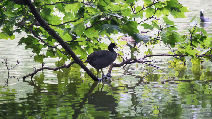 Fight of two coots - My, Birds, Coot, Nature, Lake, Fight, Longpost