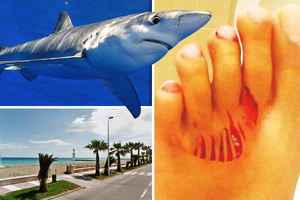 Another shark attack in a resort in Spain - Spain, , Shark, Longpost